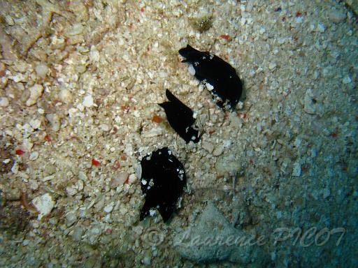 Chelidonura sp.JPG - Philippines îles Calamian